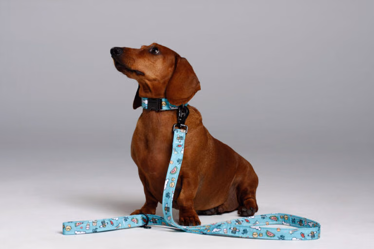 Turquoise Canalise